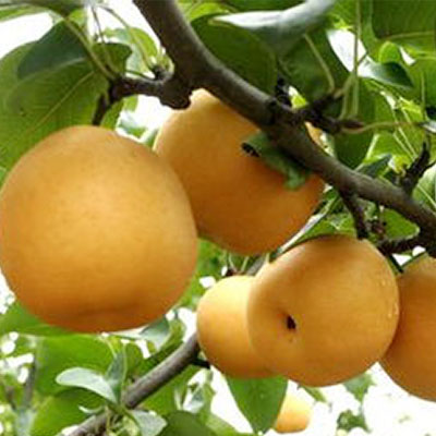 Huashan pear Huashan pear