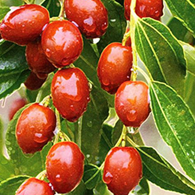 Ziziphus jujuba Ziziphus jujuba